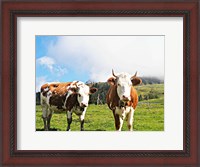 Framed Country Cows