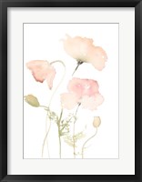 Early Summer Poppies II Framed Print