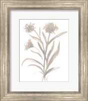 Framed Beige Herb II