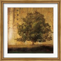 Framed Aged Tree I