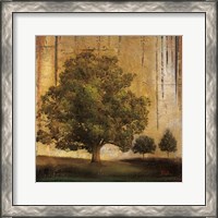 Framed 'Aged Tree II' border=