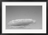 Framed Flock in Flight