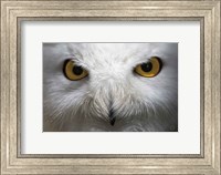 Framed Snowy Owl Stare