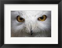 Framed Snowy Owl Stare