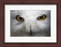 Framed Snowy Owl Stare