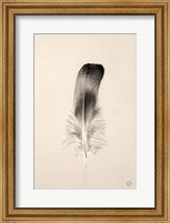 Framed Floating Feathers IV Sepia