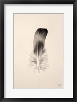 Framed Floating Feathers IV Sepia