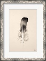 Framed Floating Feathers IV Sepia