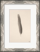 Framed Floating Feathers II Sepia
