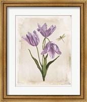 Framed Antiquarian Blooms III Purple