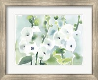 Framed White Hollyhocks