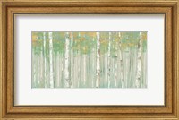 Framed Birchs at Sunrise Gold Crop