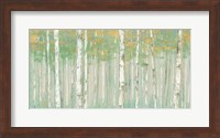 Framed Birchs at Sunrise Gold Crop