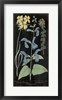 Framed Salvia Florals II on Black