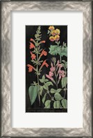 Framed Salvia Florals I on Black