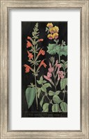 Framed Salvia Florals I on Black
