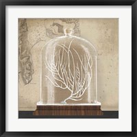 Framed Coral Cloche II