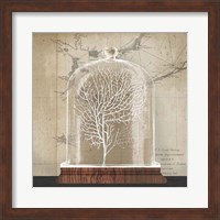Framed Coral Cloche I