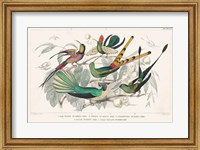 Framed Hummingbirds Chart