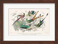 Framed Hummingbirds Chart