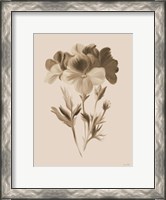 Framed Sepia Botanical I