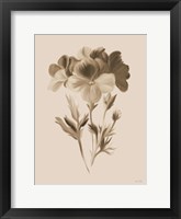 Sepia Botanical I Framed Print