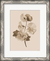 Framed Sepia Botanical II