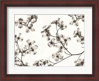 Framed Dogwood Blossom Silhouette