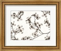 Framed Dogwood Blossom Silhouette