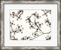 Framed Dogwood Blossom Silhouette