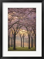 Framed Cherry Trees at Sunrise