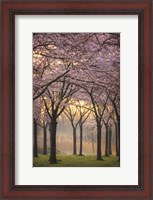 Framed Cherry Trees at Sunrise
