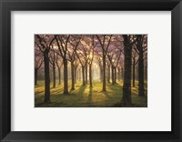 Framed Cherry Trees in Morning Light I