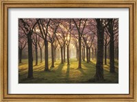 Framed Cherry Trees in Morning Light I