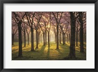 Framed Cherry Trees in Morning Light I