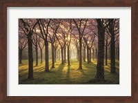 Framed Cherry Trees in Morning Light I