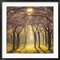 Framed Cherry Trees in Morning Light II