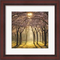 Framed Cherry Trees in Morning Light II