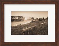 Framed Grazing Sheep