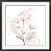 Framed Queen Annes Lace VI