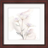 Framed Queen Annes Lace VI