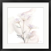 Queen Annes Lace VI Framed Print
