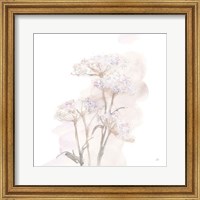 Framed Queen Annes Lace V