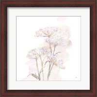 Framed Queen Annes Lace V