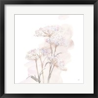 Queen Annes Lace V Framed Print