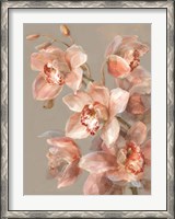 Framed Delicate Orchid II