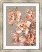 Framed Delicate Orchid II