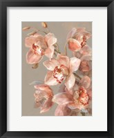 Delicate Orchid II Framed Print