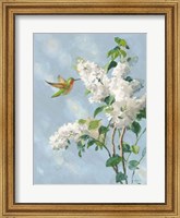 Framed Hummingbird Spring I Soft Blue