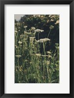 Running Wild II Framed Print